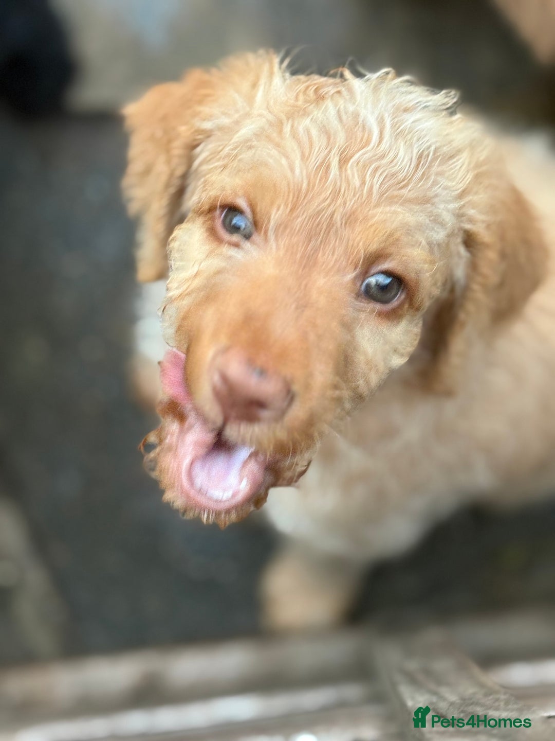 Labradoodle dogs for sale: F1B Labradoodles: available from Aug 2nd. in Uxbridge - Image 30