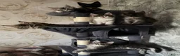 Maine Coon cats for sale: 6 beautiful Maine coon kittens  - Advert 1