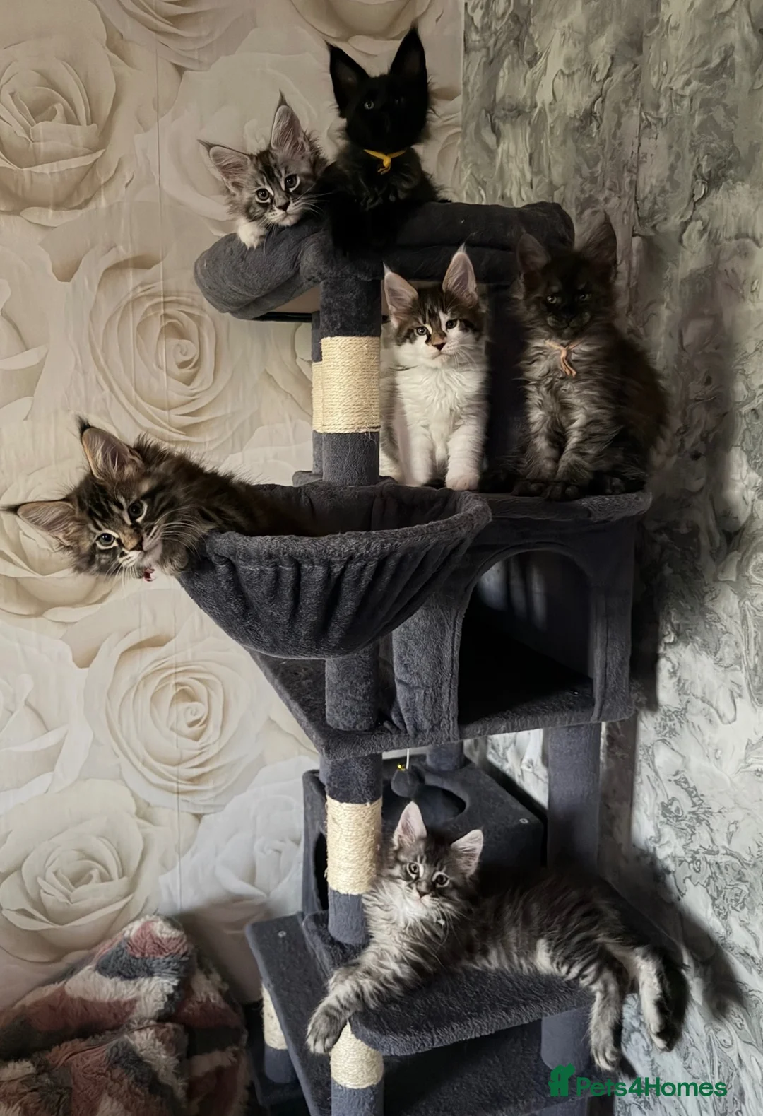 Maine Coon cats for sale: 6 beautiful Maine coon kittens  - Advert 1