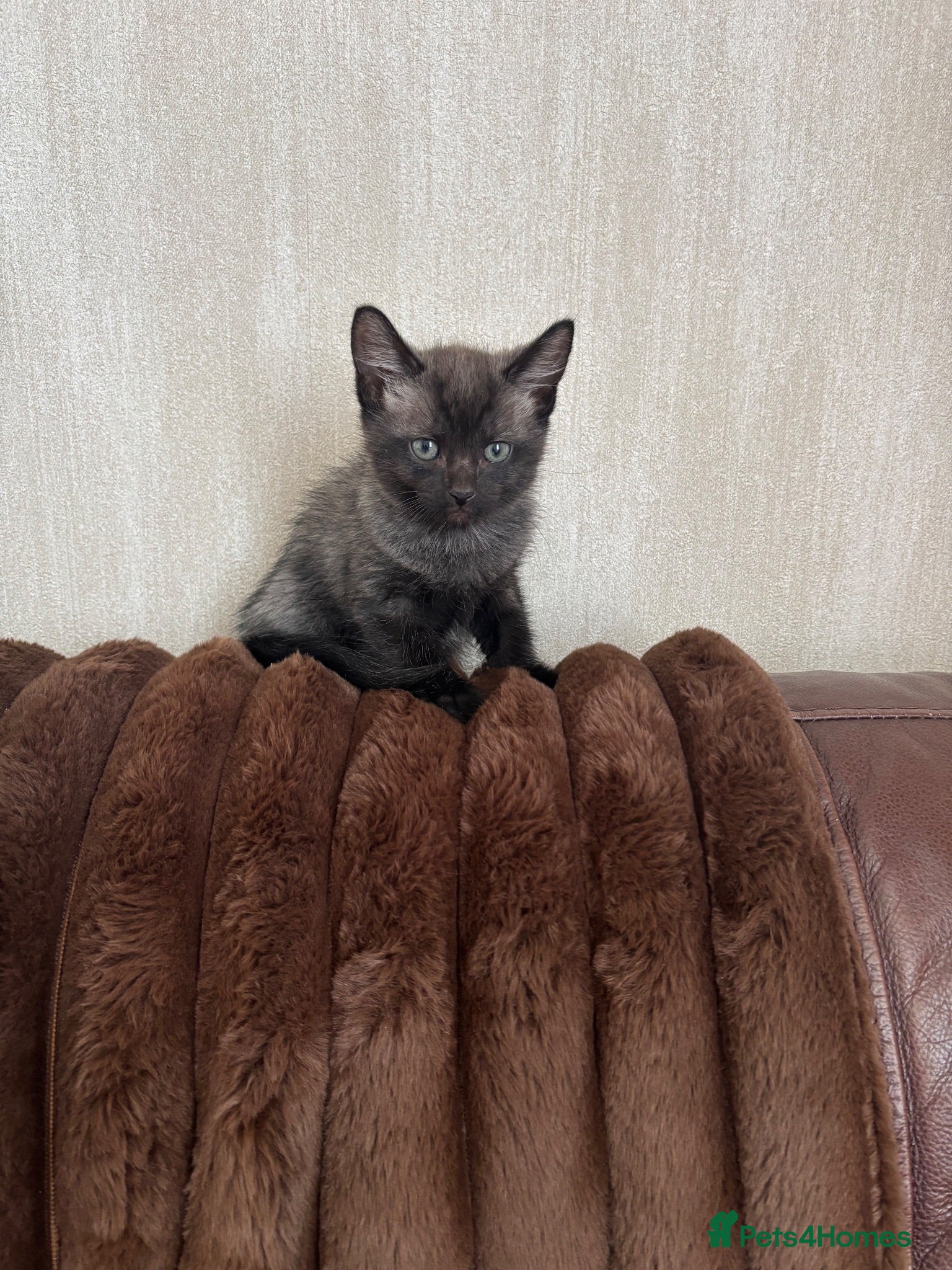 Mixed Breed cats Siamese cross kitten - Advert 3