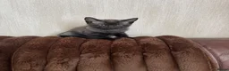 Mixed Breed cats for sale: Siamese cross kitten in Rhyl - Advert 1