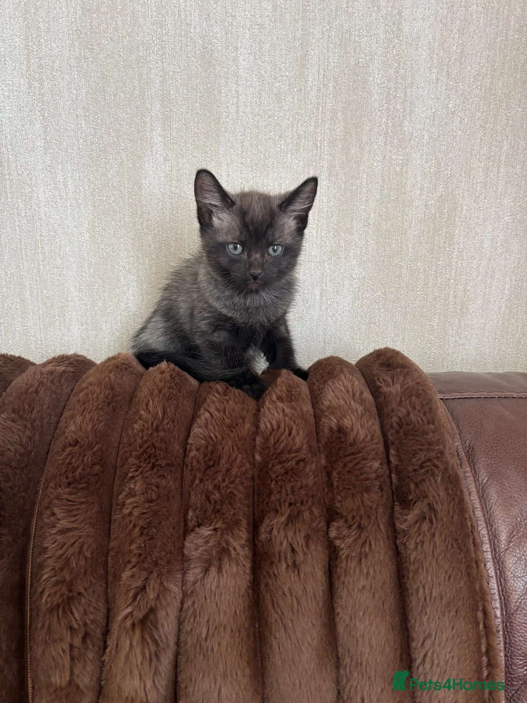 Mixed Breed cats for sale: Siamese cross kitten in Rhyl - Advert 1