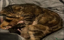 Mixed Breed cats for sale: Mixed breed ginger cat - Image 6