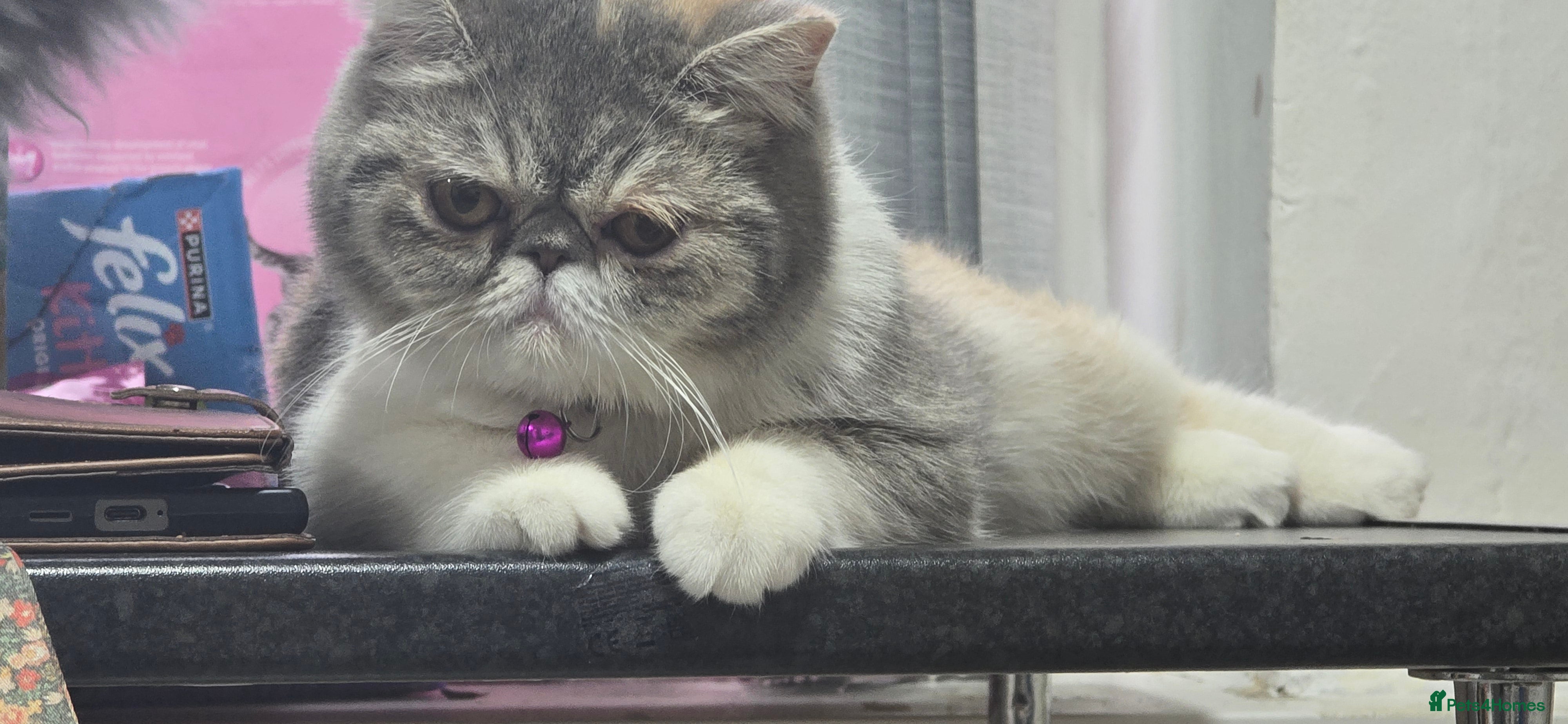 Exotic cats Female exotic  - Advert 1