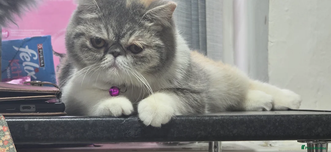 Exotic cats for sale: Female exotic  - Advert 1