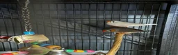 Finches birds for sale: 6 beautiful finches two proven pairs ,two female - Advert 8