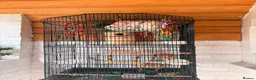 Lovebirds birds for sale: * Male & Female Lovebirds + Full Setup in Bradford - Advert 3