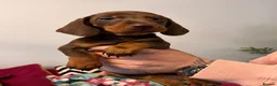 Miniature Dachshund dogs for sale:  🍫 2 Boys Left !! Chocolate & Tan Dachshunds  - Advert 13
