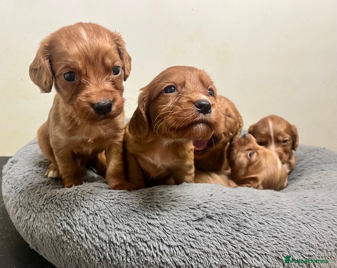 Cocker Spaniel dogs for sale: Beautiful Dark Red KC Registered Cocker Pups - Advert 3