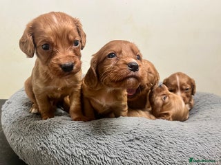 Cocker Spaniel dogs Beautiful Dark Red KC Registered Cocker Pups - Advert 1