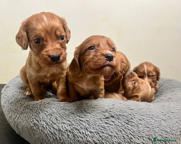 Cocker Spaniel dogs Beautiful Dark Red KC Registered Cocker Pups - Advert 3