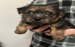 Norfolk Terrier dogs for sale: Norfolk Terrier Puppies - Image 10
