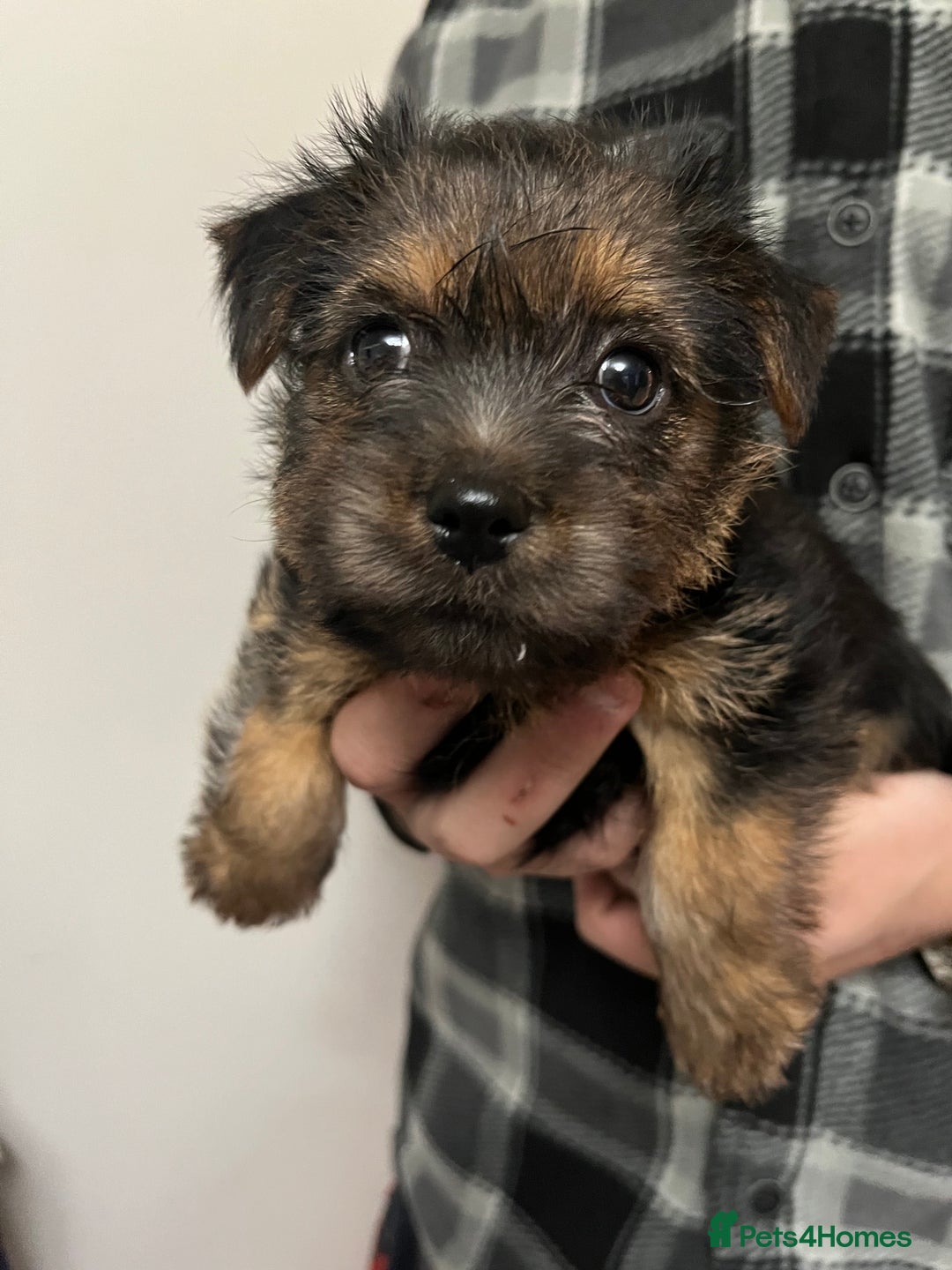 Norfolk Terrier dogs for sale: Norfolk Terrier Puppies - Image 10
