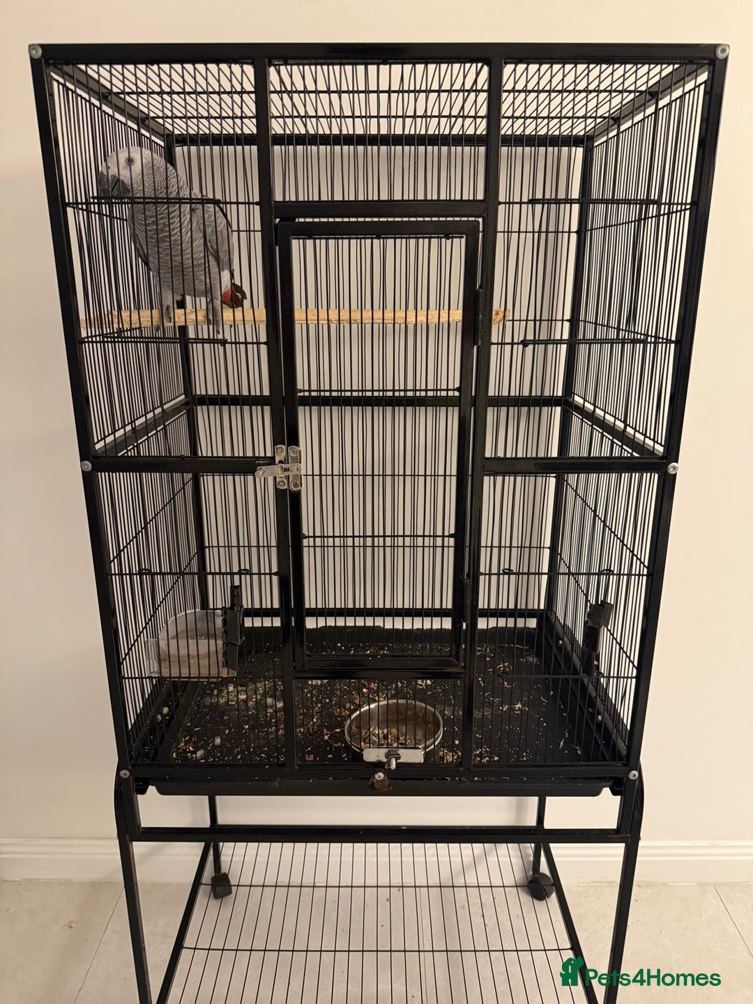 Parrots birds for sale: Lovely African Grey Parrots - Advert 6