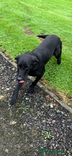 Labrador Retriever dogs Lovely Black Labrador Dog - Advert 3