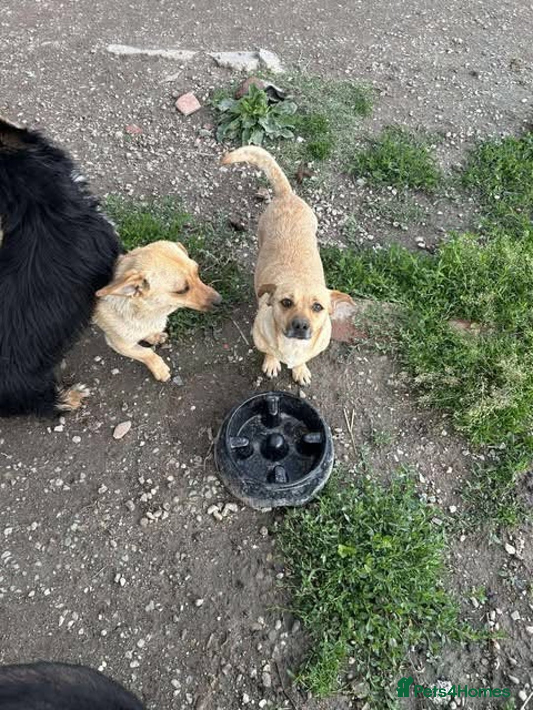 Mixed Breed dogs for adoption: Rescue boy Ethan is looking for his forever home - Advert 33