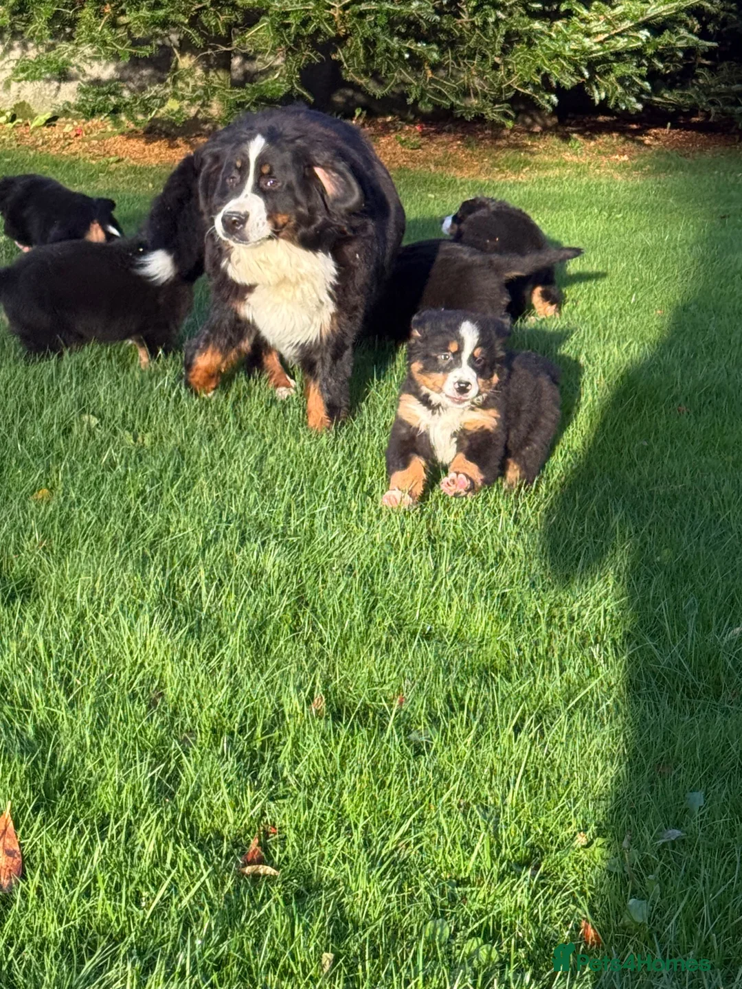 Bernese Mountain Dog dogs for sale: Bernese Mountain Dog Puppies  in Castlewellan - Advert 4