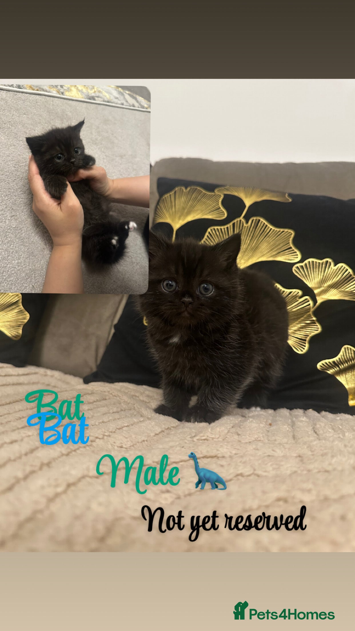 British Shorthair cats Black baby bsh 😙 - Advert 1