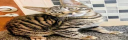 Domestic Shorthair cats for sale: Tabby 1.5 yr old Male - Rehome ASAP - Advert 2