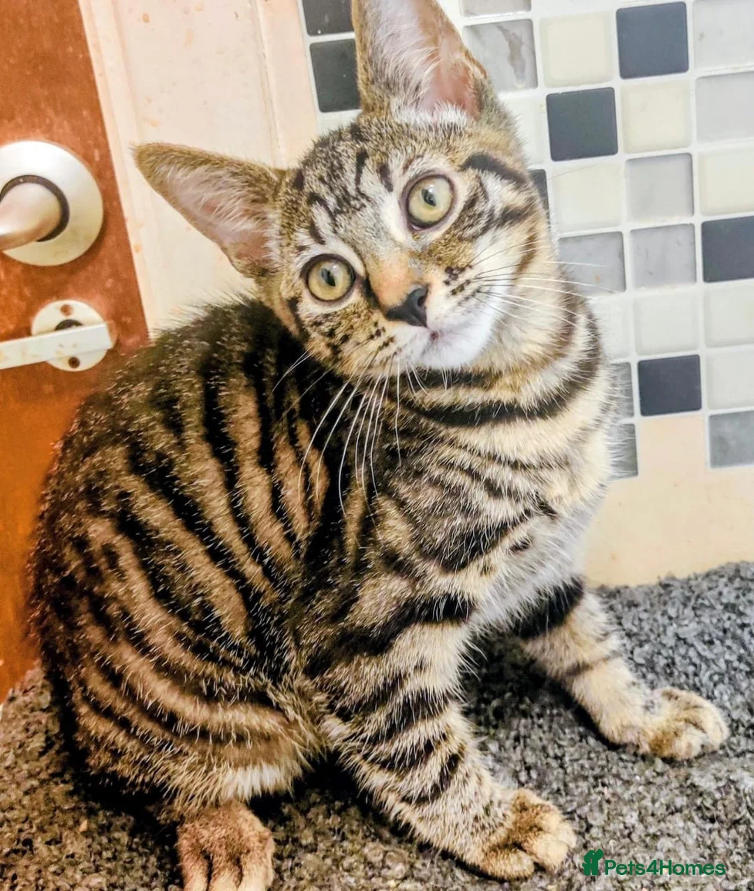 Domestic Shorthair cats for sale: Tabby 1.5 yr old Male - Rehome ASAP - Advert 2