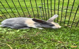 Rex rabbits for sale: Beautiful dwarf lop and mini rex babies  - Image 2