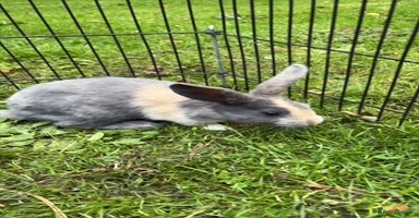 Rex rabbits - Advert 2