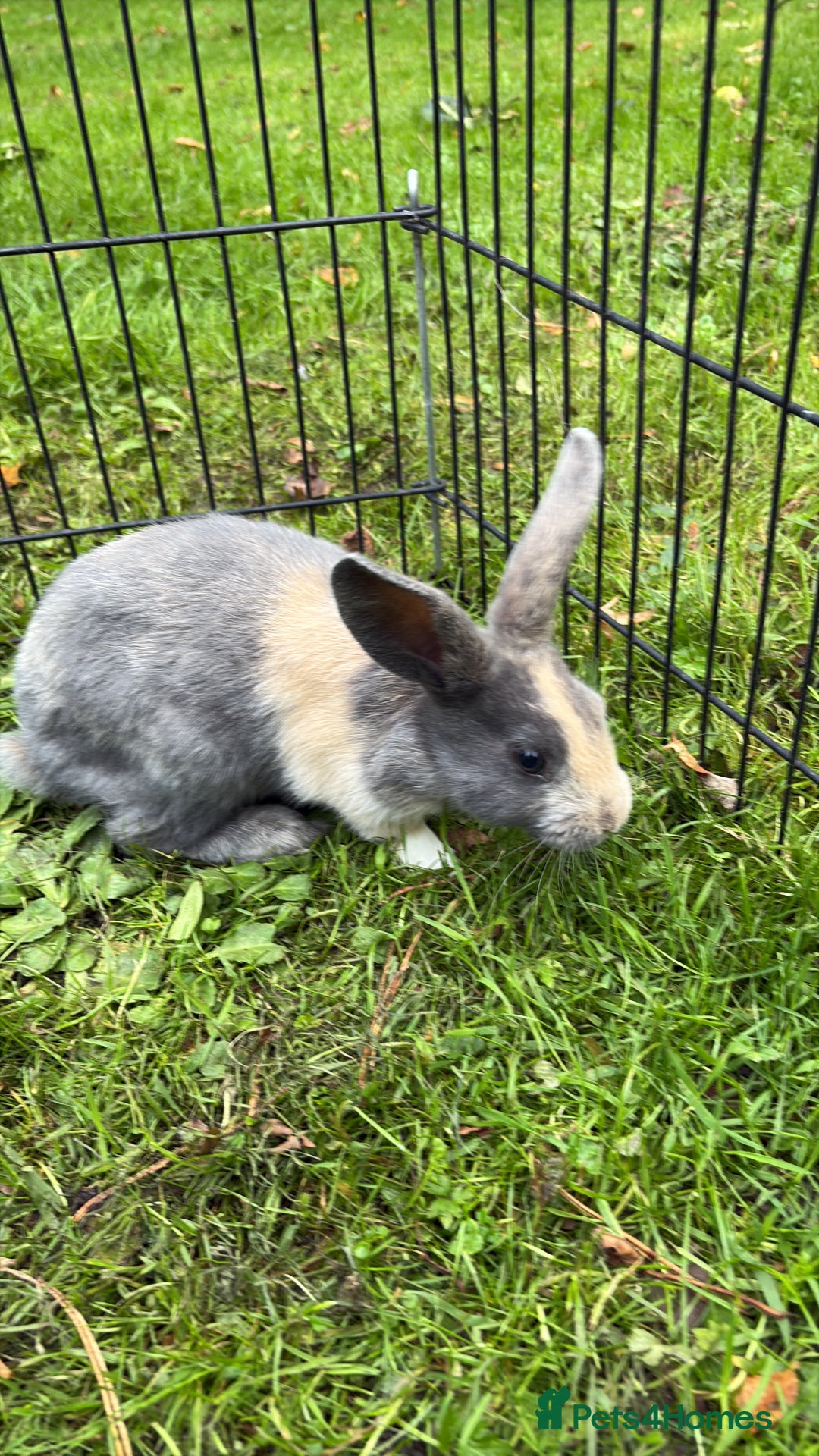 Rex rabbits for sale: Beautiful dwarf lop and mini rex babies  - Image 2