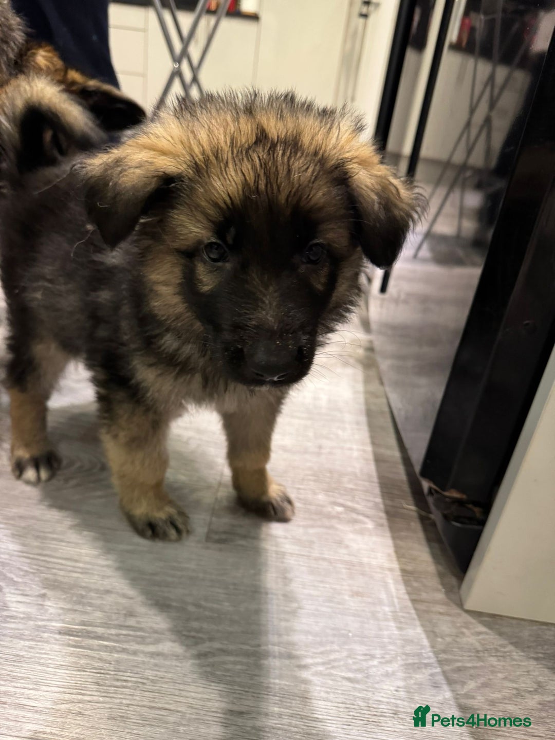 German Shepherd dogs for sale: german shepherd puppies full pedigree  - Advert 21