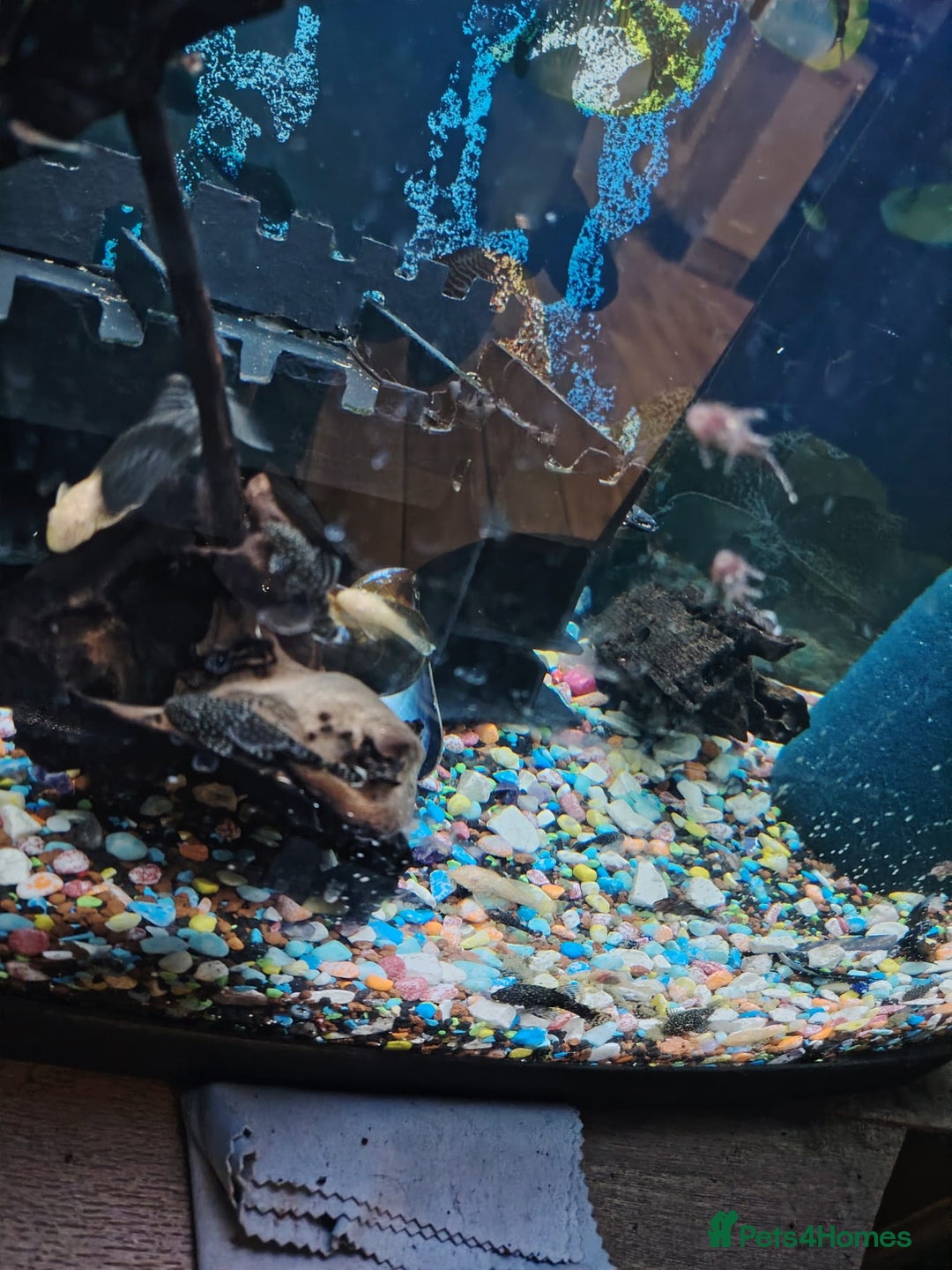 Plecos fish for sale: Plecos - Advert 2