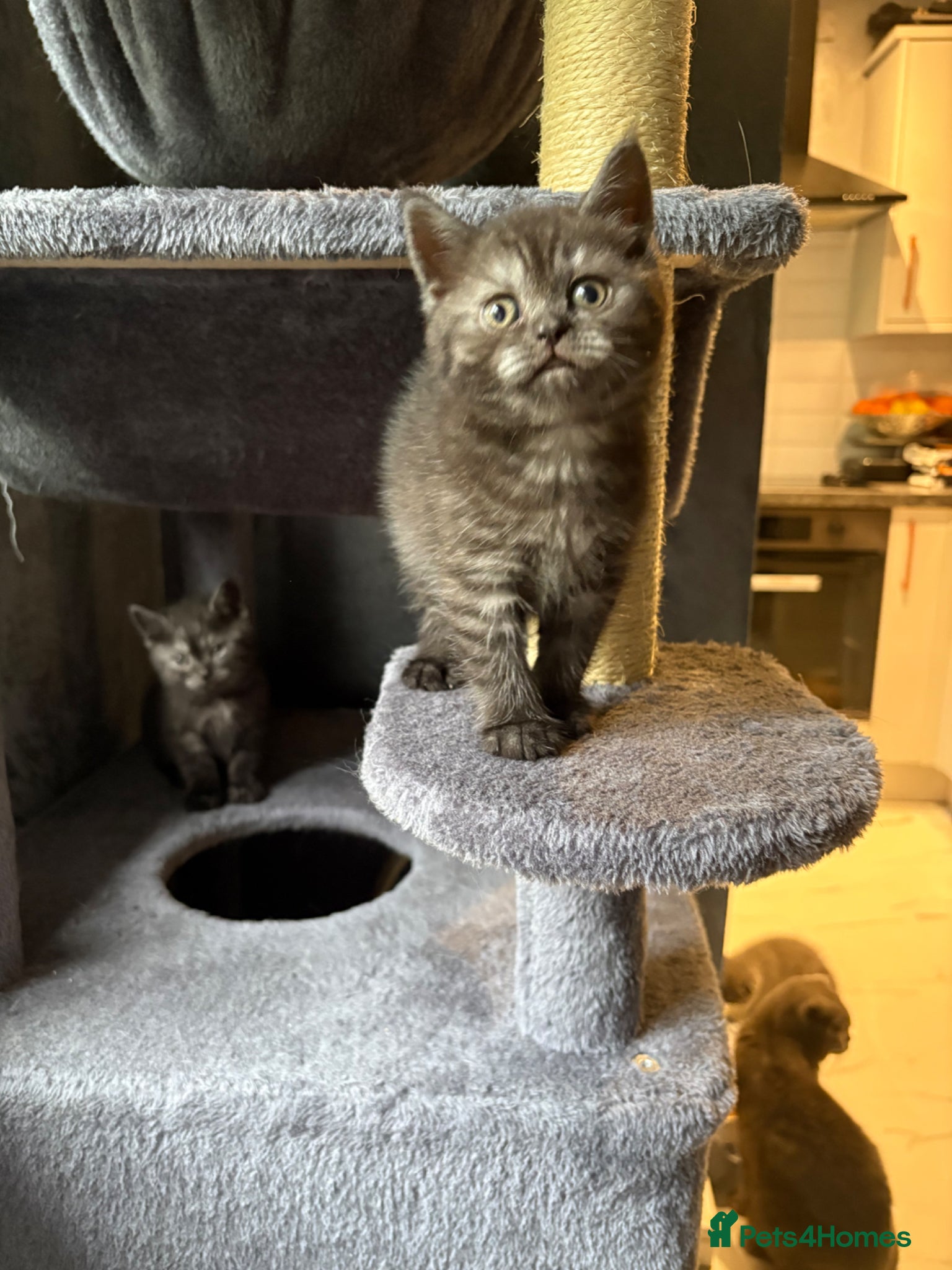 Scottish Fold cats 🐾Last 2 Girls+1 Boy Beautiful kittens left! - Advert 17