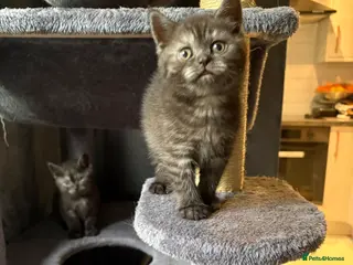 Scottish Fold cats 🐾Last 2 Girls+1 Boy Beautiful kittens left! - Advert 17