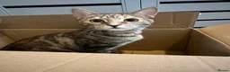 Bengal cats for sale: Bengal Mix Female Cat  - Advert 5