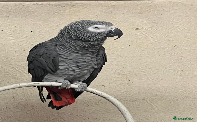 Parrots birds African grey parrot - Advert 3