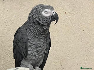 Parrots birds for sale: African grey parrot - Advert 1