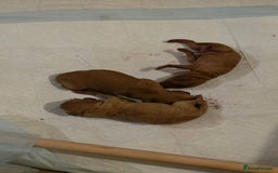 Cockapoo dogs for sale: Mini red cockapoo puppies ready 17th Jan 2026  - Advert 11