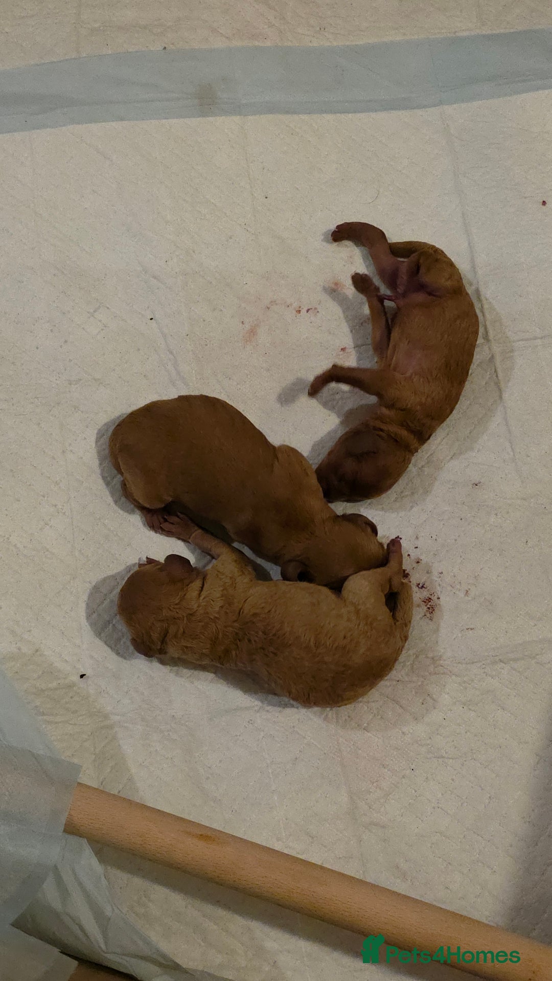 Cockapoo dogs for sale: Mini red cockapoo puppies ready 17th Jan 2026  - Advert 11