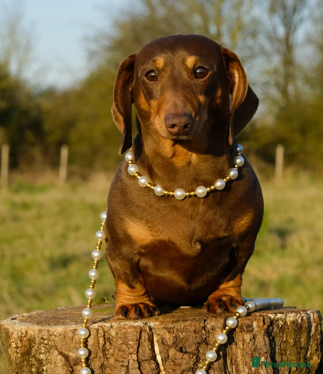 Miniature Dachshund dogs for stud: Award winning breeder-KC+IDC1 Choc/Tan Smoothcoat - Advert 2