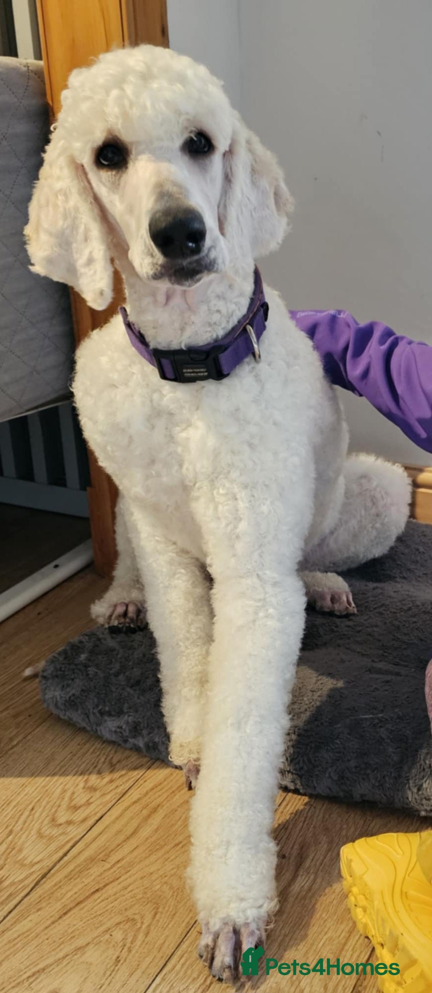 Standard Poodle dogs Health tested black phantom wrapped in cream  - Advert 7