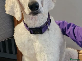 Standard Poodle dogs - Advert 3