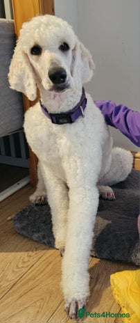 Standard Poodle dogs Health tested black phantom wrapped in cream - Advert 16