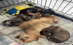 Miniature Dachshund dogs for sale: Miniature dachshunds  - Image 6