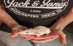 Rat rodents for sale: Adorable dumbo babies  - Image 7