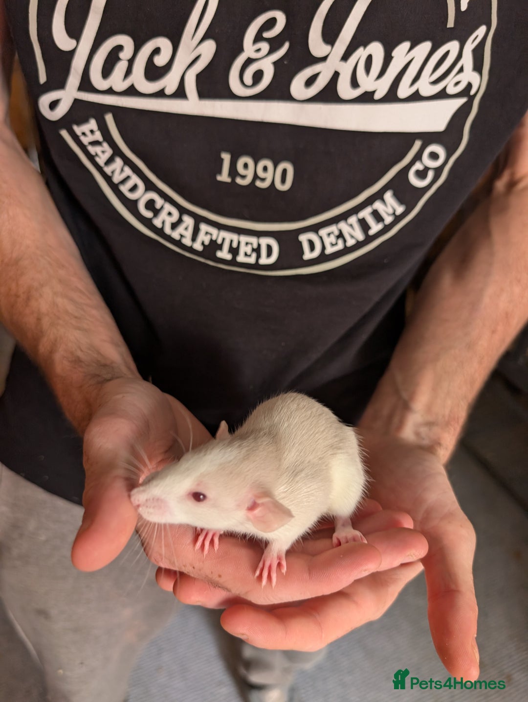 Rat rodents for sale: Adorable dumbo babies  - Image 7