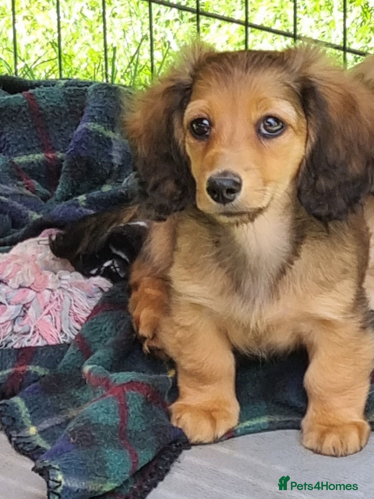 Miniature Dachshund dogs 🌟KC reg.Miniature LH Dachshund Puppies 🌟  - Advert 5
