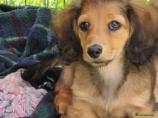 Miniature Dachshund dogs 🌟KC reg.Miniature LH Dachshund Puppies 🌟 - Advert 5