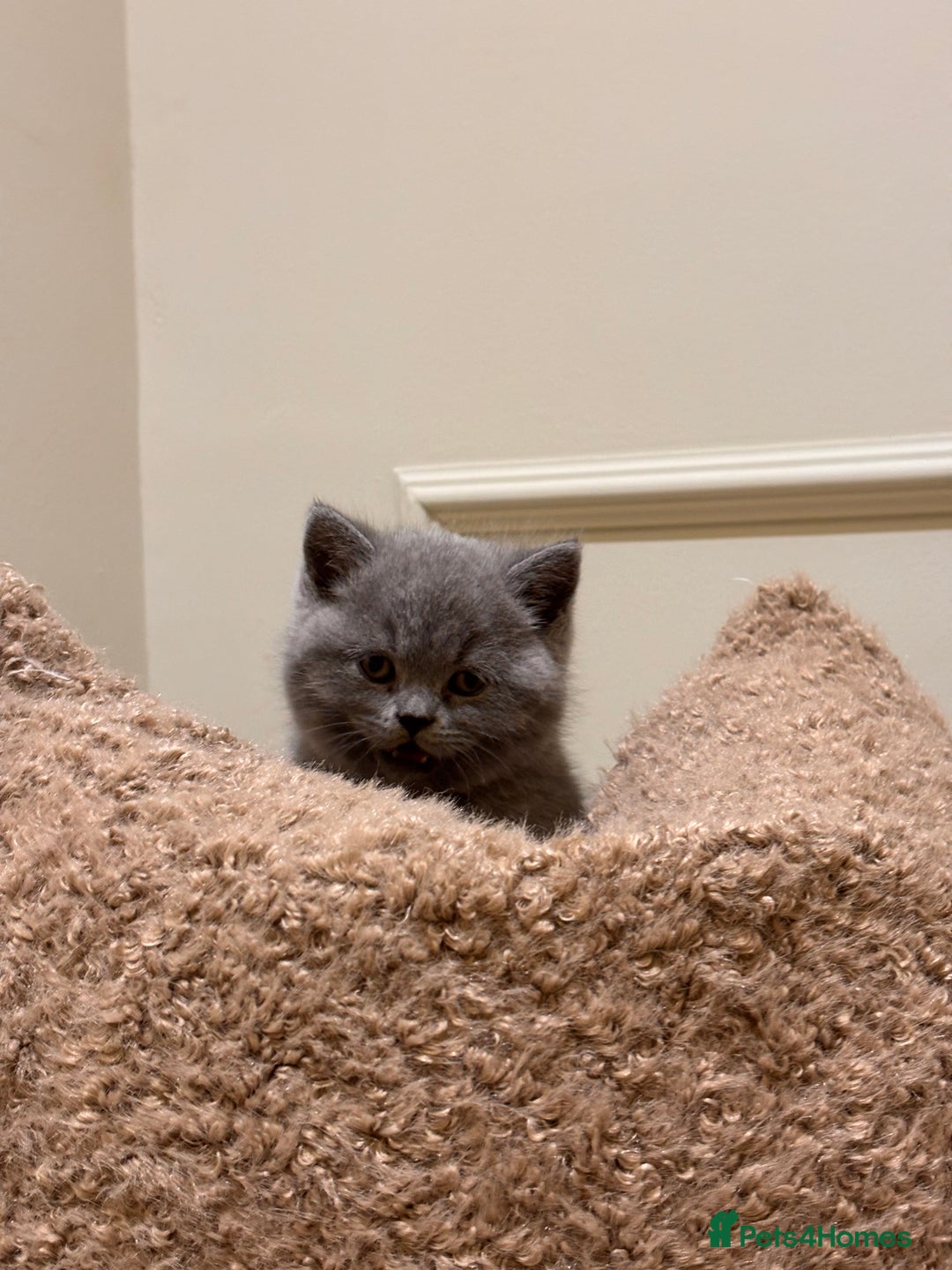 British Shorthair cats for sale: British shorthair kittens  - Advert 4