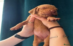 Hungarian Vizsla dogs for sale: KC Reg Hungarian Vizsla Puppies-Imported Lineage - Image 20
