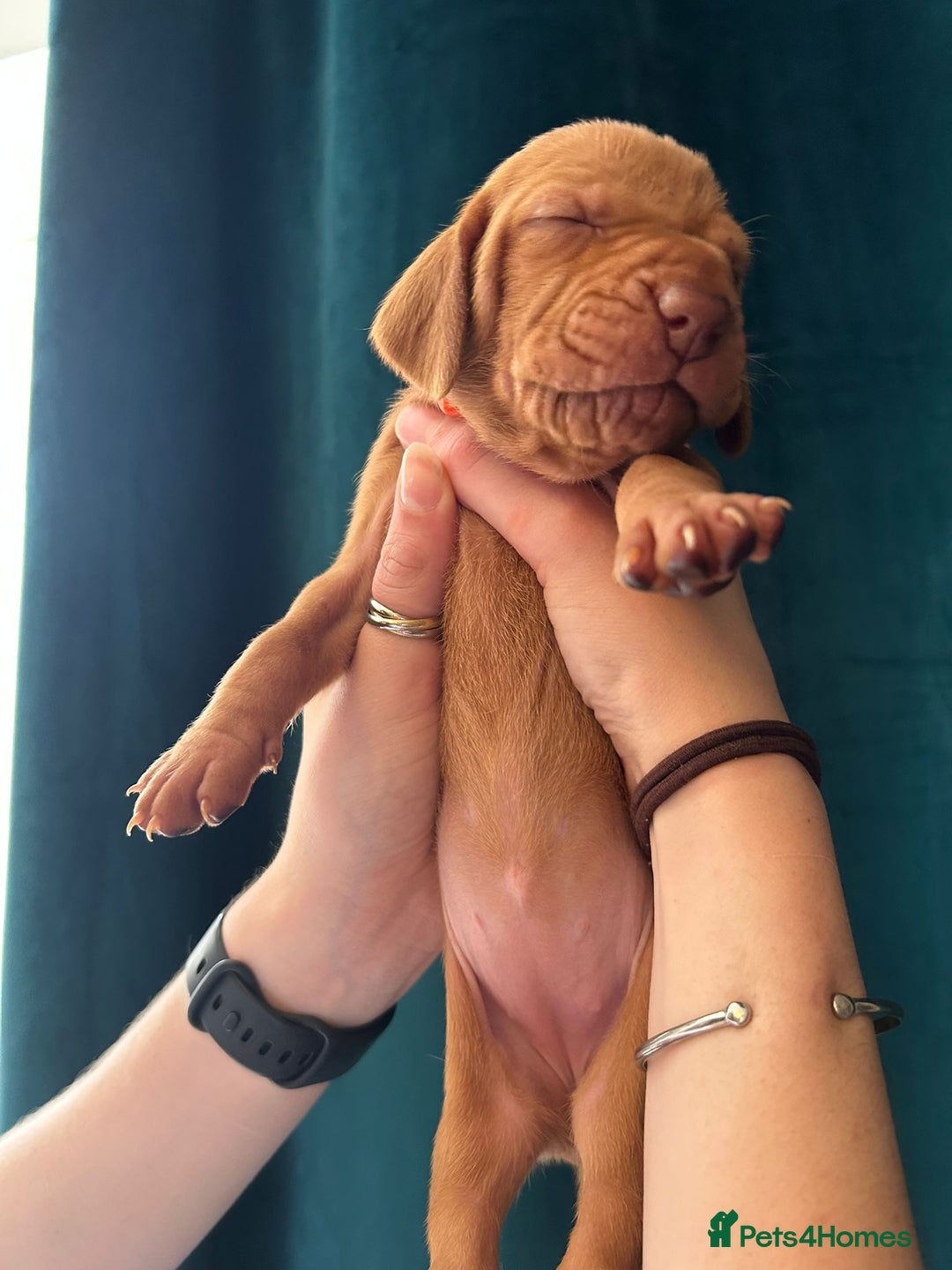 Hungarian Vizsla dogs for sale: KC Reg Hungarian Vizsla Puppies-Imported Lineage - Image 20