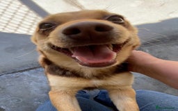 Mixed Breed dogs for adoption: Myrtle, 2-3 years old. Reserved stc. in Brixham - Image 2