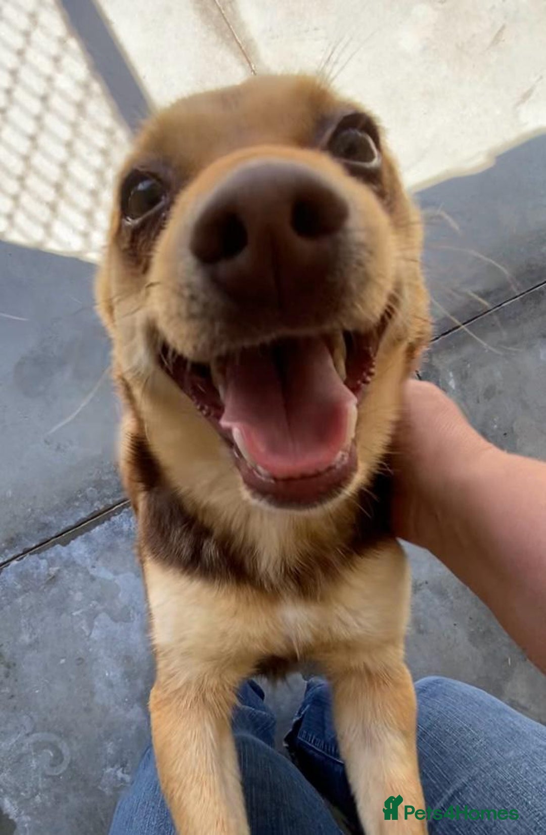 Mixed Breed dogs for adoption: Myrtle, 2-3 years old. Reserved stc. in Brixham - Image 2